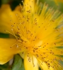Fleurs_177