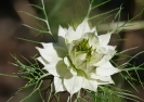 Fleurs_178
