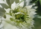Fleurs_179