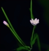 Fleurs_17