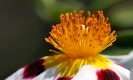 Fleurs_180