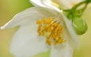 Fleurs_181