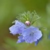 Fleurs_182