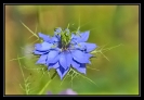 Fleurs_183