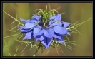 Fleurs_184