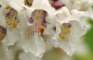 Fleurs_185