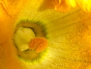 Fleurs_186