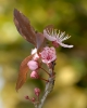 Fleurs_187
