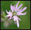 Fleurs_188