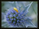 Fleurs_189