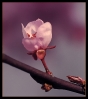Fleurs_18
