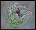 Fleurs_190