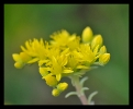 Fleurs_191
