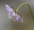 Fleurs_192