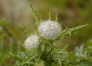 Fleurs_193