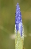 Fleurs_194