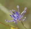 Fleurs_195