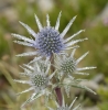 Fleurs_196