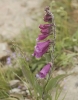 Fleurs_197
