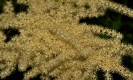 Fleurs_198