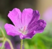 Fleurs_199