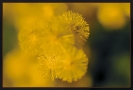 Fleurs_19