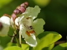 Fleurs_1