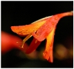 Fleurs_1