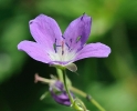 Fleurs_200