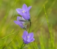 Fleurs_202