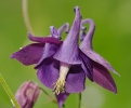 Fleurs_203