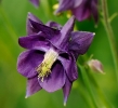 Fleurs_204