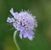 Fleurs_205