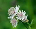 Fleurs_206