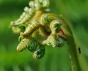 Fleurs_207