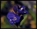 Fleurs_20