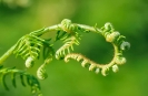 Fleurs_210
