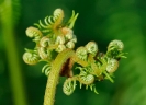 Fleurs_212