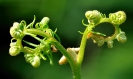 Fleurs_214