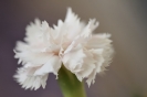 Fleurs_215