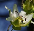 Fleurs_217