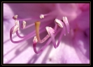 Fleurs_218