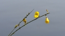 Fleurs_219