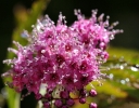 Fleurs_220