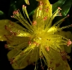 Fleurs_221