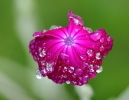 Fleurs_222