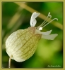 Fleurs_23