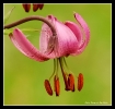 Fleurs_24