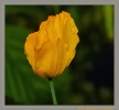 Fleurs_25