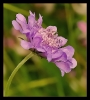 Fleurs_26